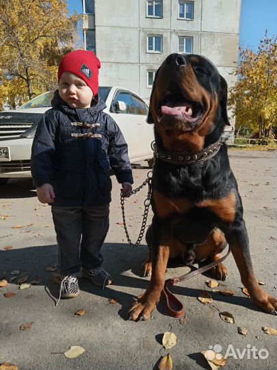 Вязка ротвейлера