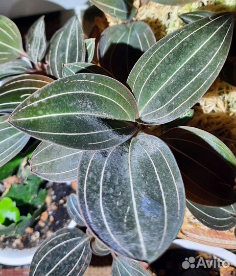 Лудизия. Драгоценная орхидея