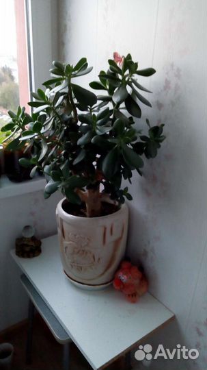 Денежное дерево красула