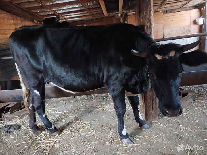 Телка 1.5 года