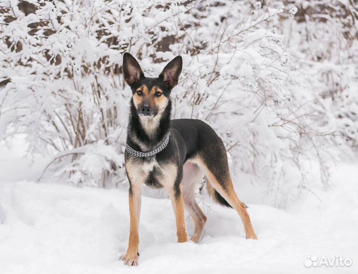 Собака Леся бесплатно в добрые руки