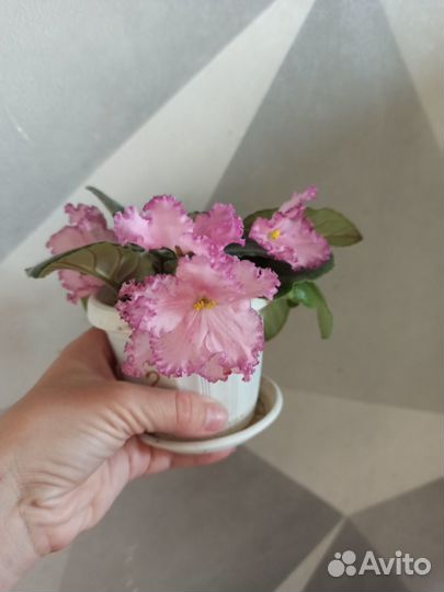 Фиалки цветущие в красивом горшке