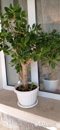 Комнатные растения цветы