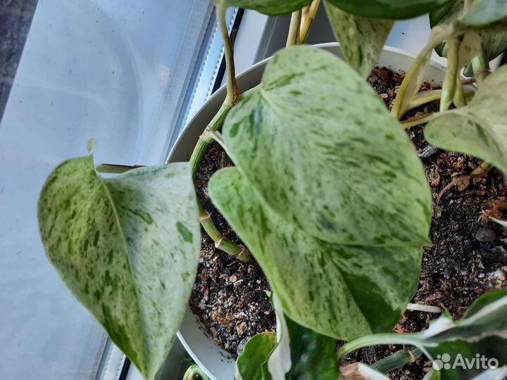 Сциндапсус эпипремнум