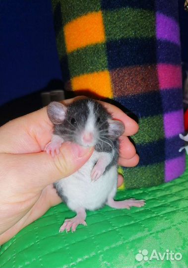 Ручные крысята дамбо. Крыса. Клетки