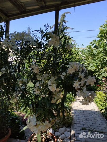 Олеандры и другие декоративные растения - продаю