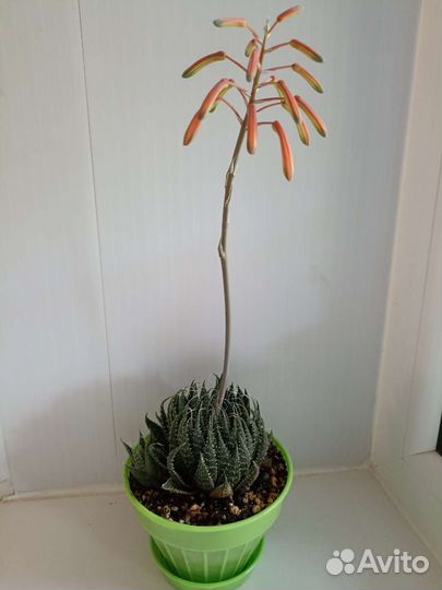 Суккуленты