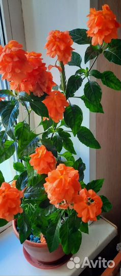 Комнатные цветы