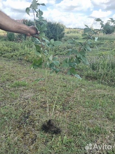 Саженцы вишни, малины