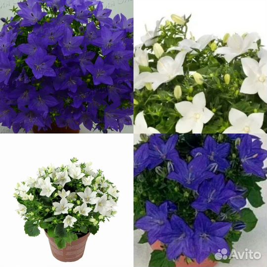 Кампанула (жених и невеста)