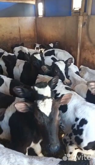 Бычки и телята