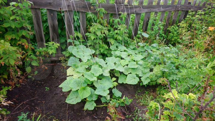 Дача 20 м² на участке 3 сот.