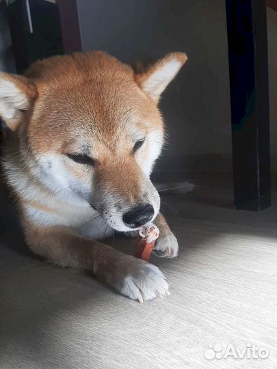 Собачье лакомство. Без химии