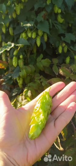 Хмель. Шишки