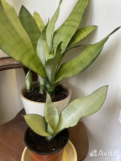 Сансевиерия муншайн