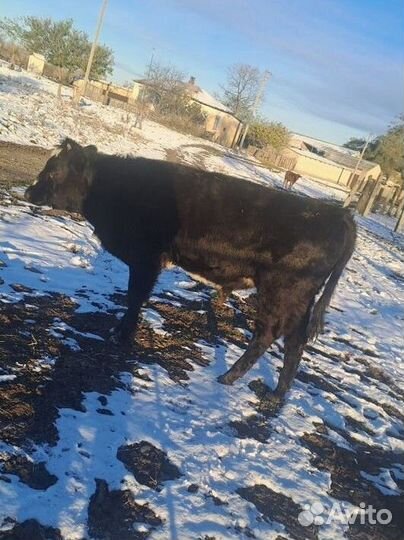 Продажа крс