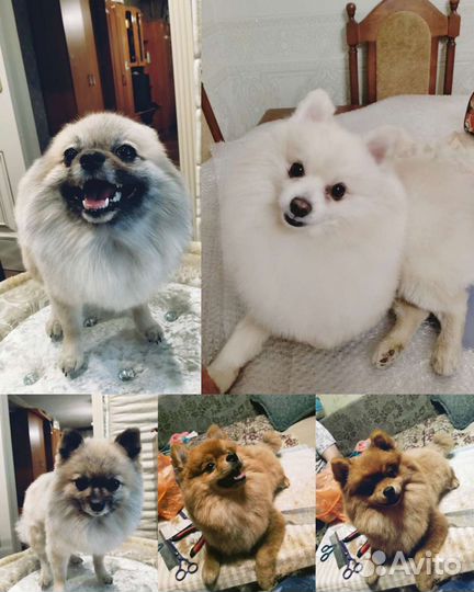 Стрижка собак машинкой