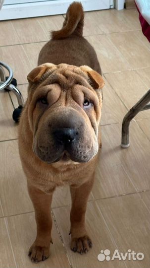 Щенки шарпей