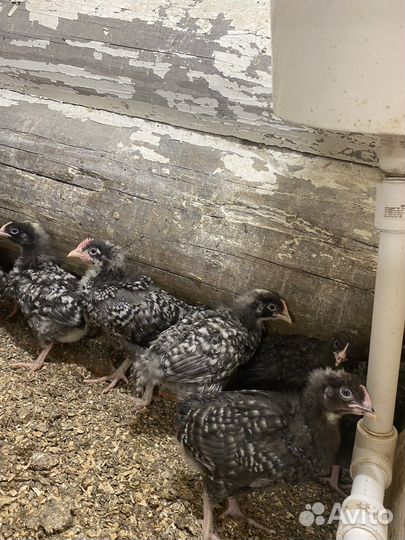 Цыплята подрощенные породистые