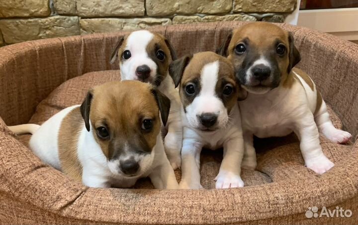 Щенки джек Рассел терьер