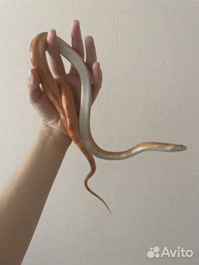 Маисовый полоз с террариумом