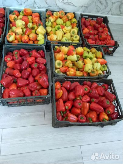 Болгарски перец