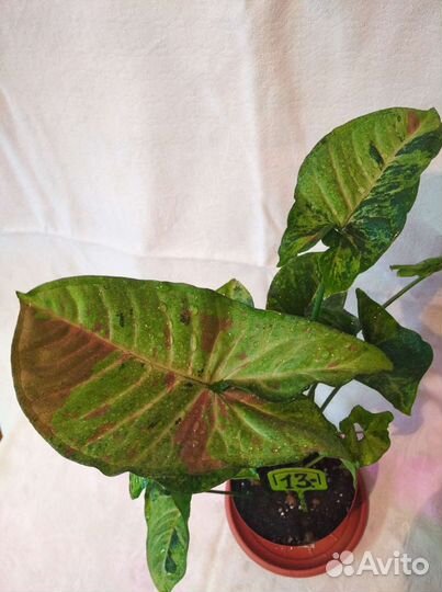 Цветы разные много