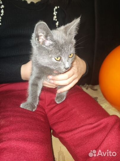 Кошка в дар бесплатно