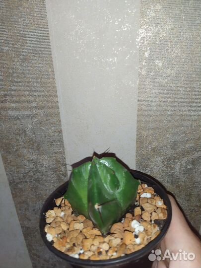 Кактусы редкие