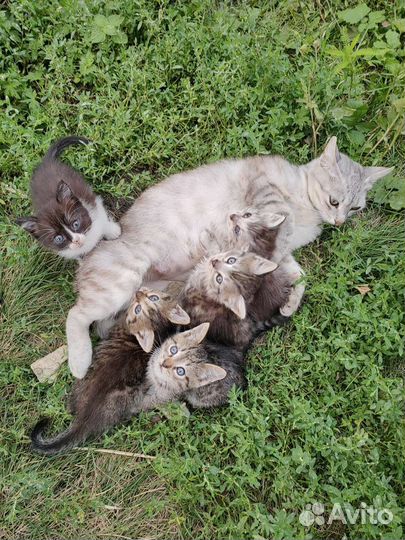 Котята в добрые руки