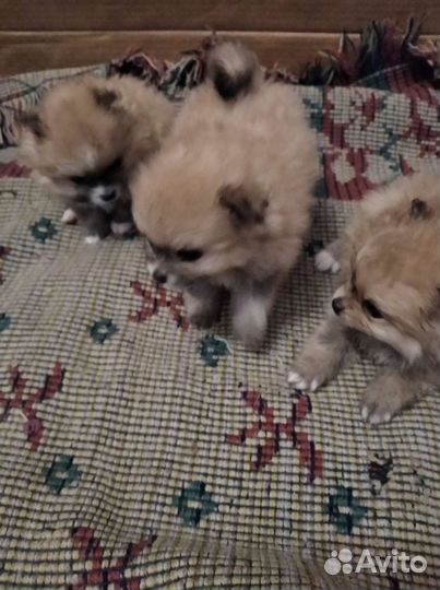 Шпицы померанцы. Разные. Доставка из Челябинска