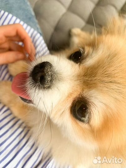 Догситтер (зооняня, передержка собак)