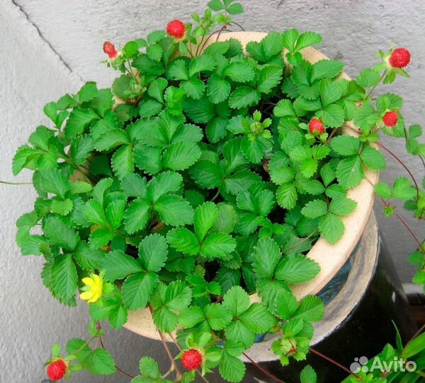 Саженцы деревьев