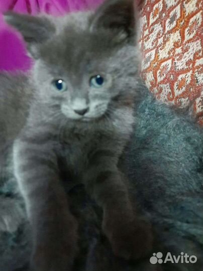 Котёнок