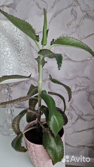 Каланхоэ лечебное