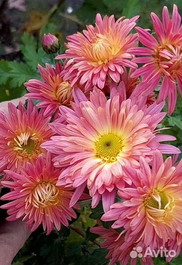 Хризантема в саду