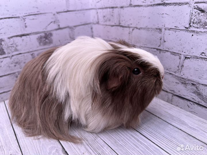 Морская свинка шелти девочка