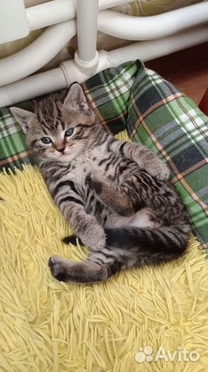 Британские котята