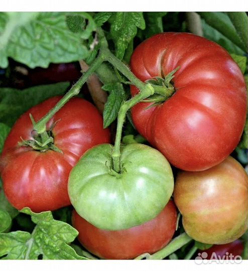 Помидоры