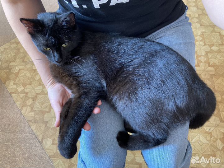 Отдам кота в добрые руки