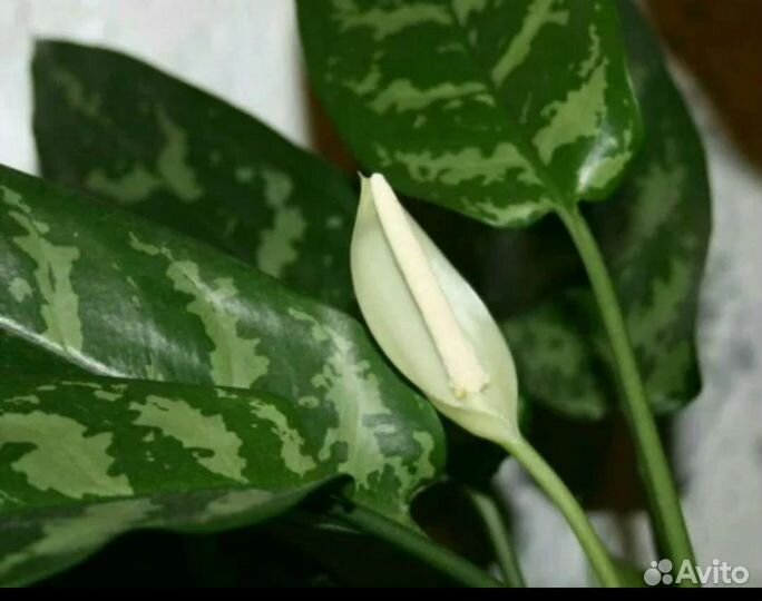 Цветы для сада и дома