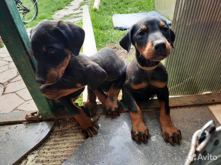 Щенки добермана девочки