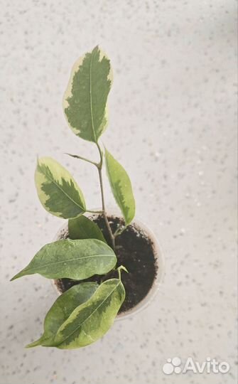 Фикус бенджамина пестролистный