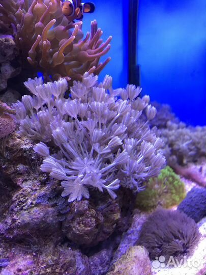 Коралл Ксения пульсирующая