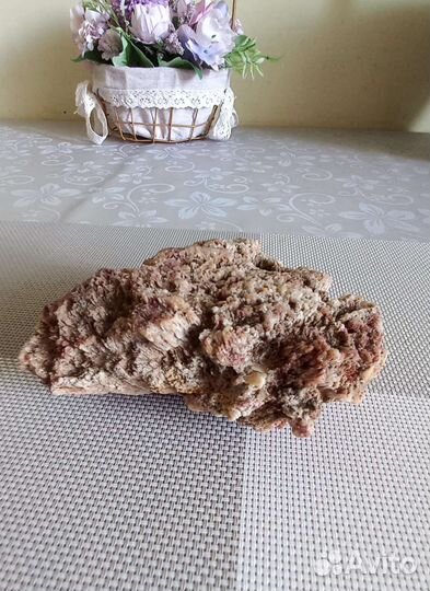 Окаменелость растение