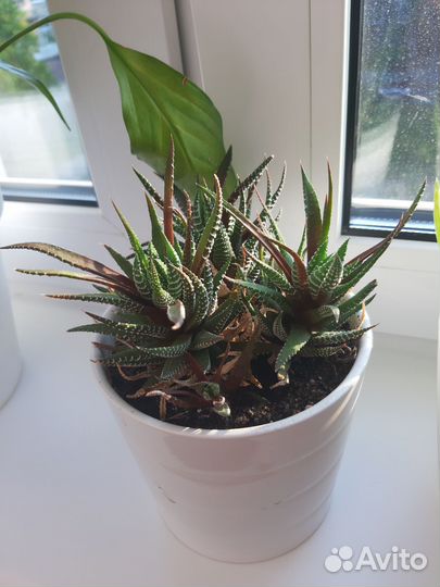 Кактусы и суккуленты