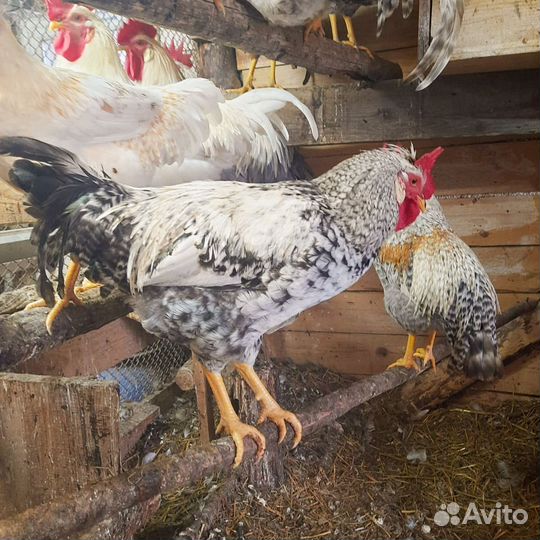 Молодые петухи