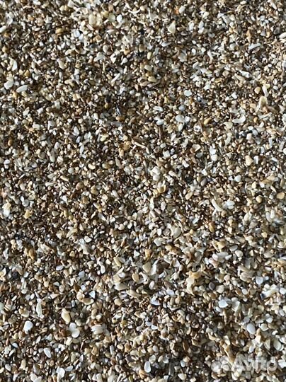 Ракушка морская желтая