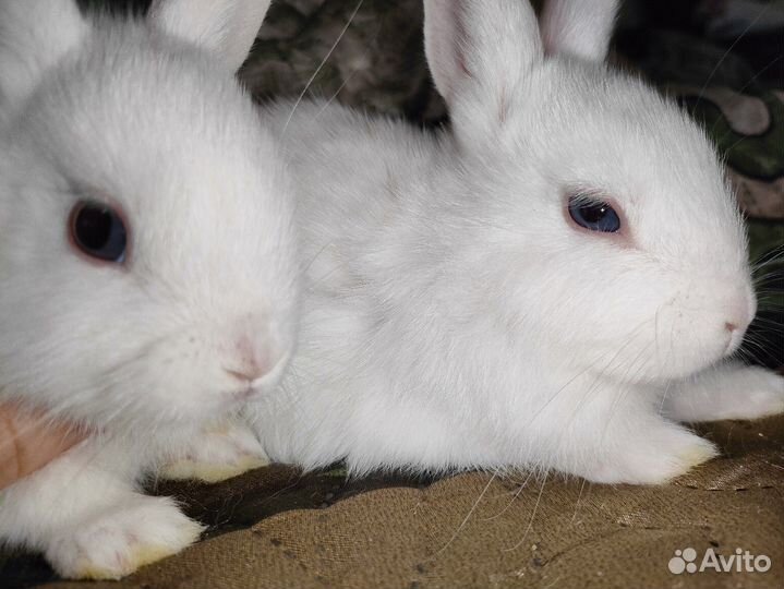Карликовые крольчата