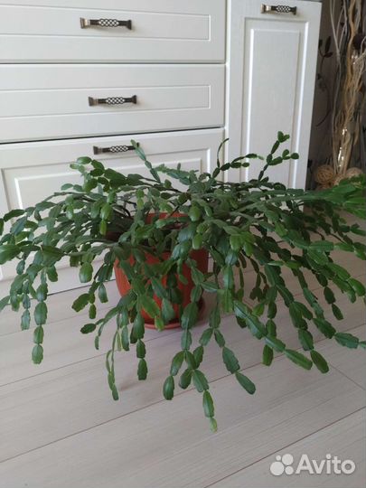 Декабрист (шлюмбергера)